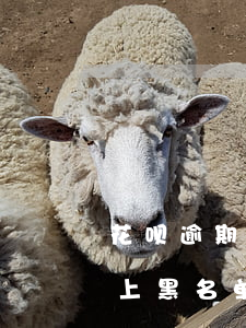 花呗逾期加入黑名单(支付宝花呗逾期会不会上黑名单)