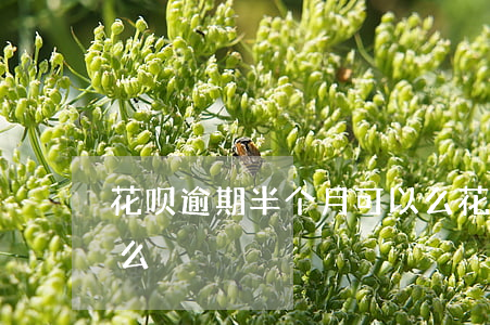 花呗逾期半个月可以么(花呗逾期半个月可以么)