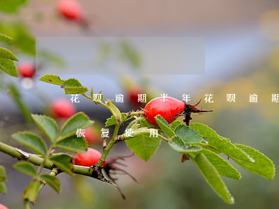花呗逾期半年(花呗逾期半年还清后多久才能恢复使用)