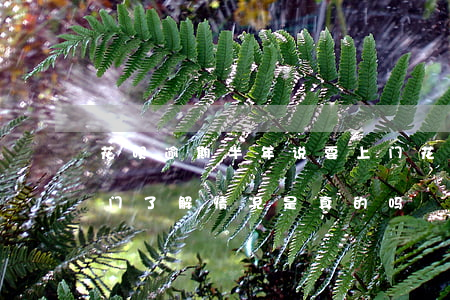 花呗逾期半年说要上门(花呗逾期半年说要上门了解情况是真的吗)