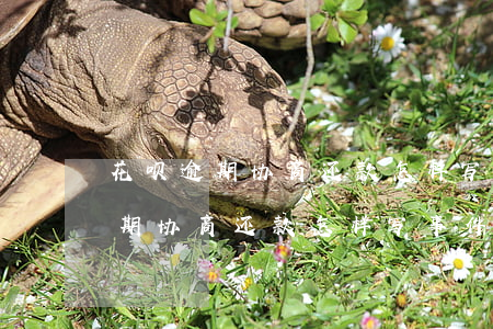 花呗逾期协商还款怎样写事件描述-花呗逾期协商还款怎样写事件描述呢