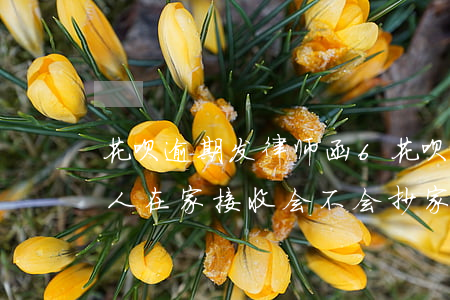 花呗逾期发律师函6(花呗逾期发律师函没有人在家接收会不会抄家呀)