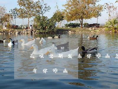 花呗逾期发来律师函怎么办（花呗逾期多少会有律师函）