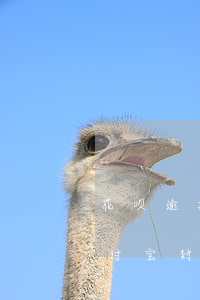 花呗逾期叫板客服被封号(花呗逾期会导致支付宝封号吗)