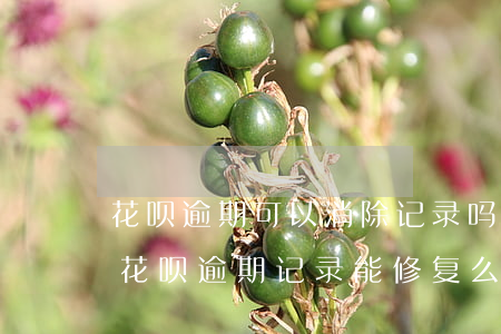 花呗逾期可以消除记录吗(2018年支付宝花呗逾期记录能修复么)