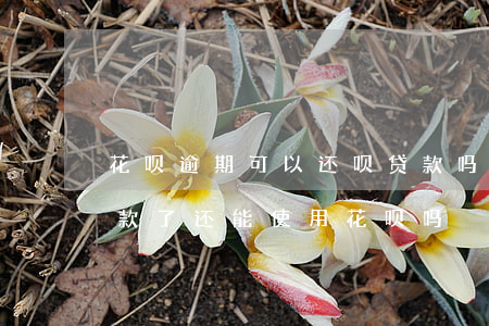 花呗逾期可以还呗贷款吗(花呗逾期很久后还款了还能使用花呗吗?)
