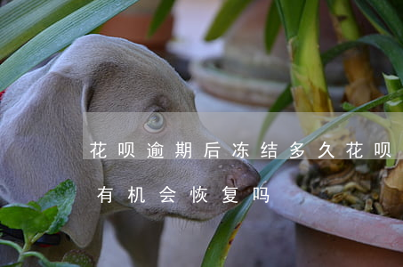 花呗逾期后冻结多久(花呗因逾期被冻结了还有机会恢复吗)