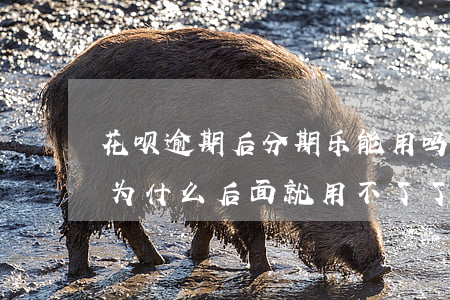 花呗逾期后分期乐能用吗(分期乐逾期了还了为什么后面就用不了了)