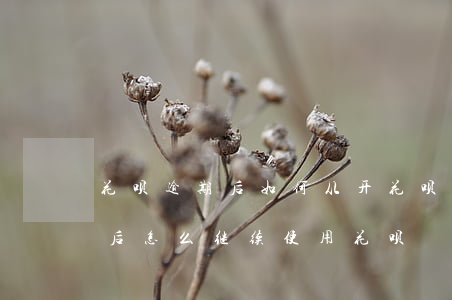 花呗逾期后如何从开花呗(花呗逾期太久还款后怎么继续使用花呗)