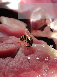 花呗逾期后如何重新开通(花呗逾期后无法使用怎样才能重新开通)