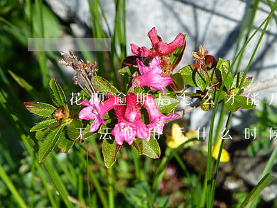 花呗逾期后怎么才能开通(花呗逾期后还款后无法使用后什么时候开通)