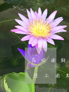 花呗逾期后怎么还款吗(花呗逾期的话是不是还上逾期的钱就可以了)