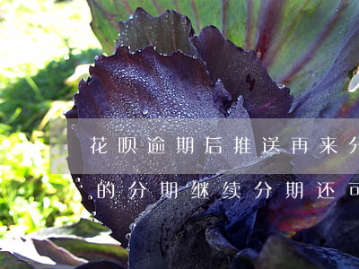 花呗逾期后推送再来分期(花呗逾期已还剩下的分期继续分期还可以吗)