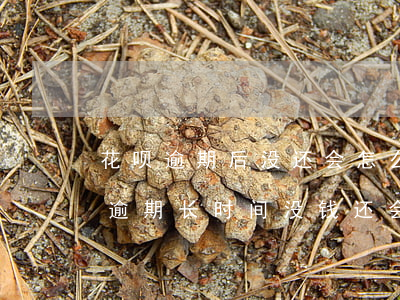 花呗逾期后没还会怎么样(花呗欠5000元逾期长时间没钱还会怎么样)