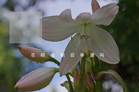 花呗逾期后申请吗