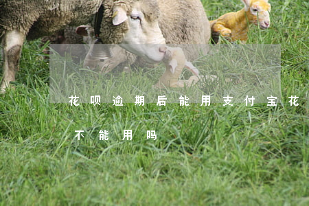 花呗逾期后能用支付宝(花呗逾期了支付宝也不能用吗)