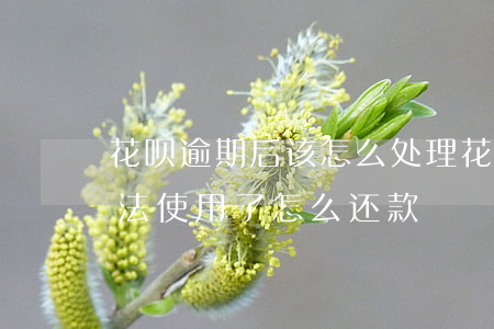 花呗逾期后该怎么处理(花呗显示逾期,花呗无法使用了,怎么还款)