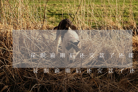 花呗逾期后还完款了还能继续使用花呗吗-花呗逾期后还完款了还能继续使用花呗吗