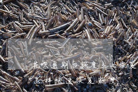 花呗逾期后额度立马恢复(因逾期花呗被冻结,怎样快速恢复额度)