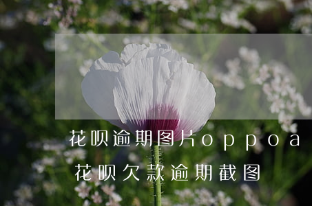 花呗逾期图片oppoa11截图-支付宝花呗欠款逾期截图