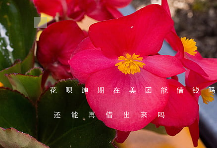 花呗逾期在美团能借钱吗(美团月付逾期之后还能再借出来吗?)