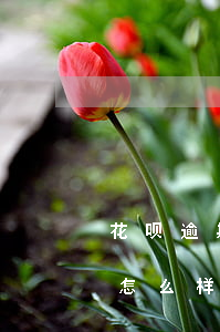 花呗逾期多久不收利息(花呗借呗逾期时间长怎么样能减免罚息)