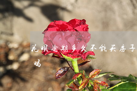花呗逾期多久不能买房子(借呗逾期能买房子吗)