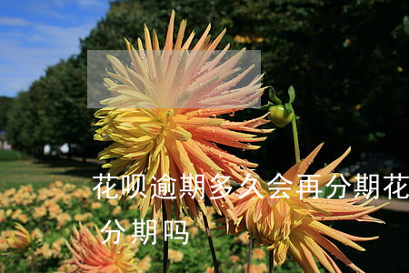花呗逾期多久会再分期(花呗分过期了还能再分期吗)
