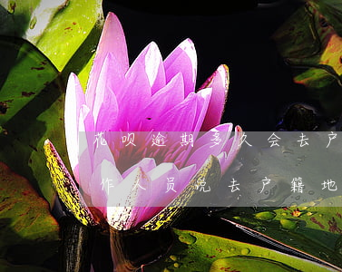 花呗逾期多久会去户籍地(蚂蚁花呗逾期了工作人员说去户籍地了解我)