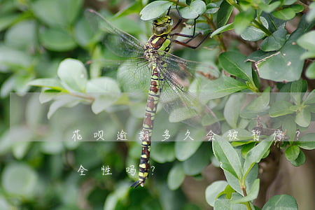 花呗逾期多久会被暂停？会影响信用卡及安全性吗？