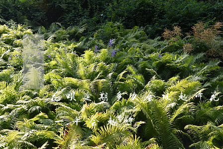 花呗逾期多久会被起诉?花呗逾起诉（花呗逾期一年会起诉）