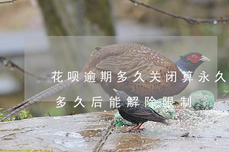 花呗逾期多久关闭算永久(花呗逾期还清大概多久后能解除限制)