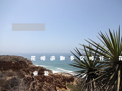 花呗逾期 多久掉分-花呗逾期 多久掉分可以恢复