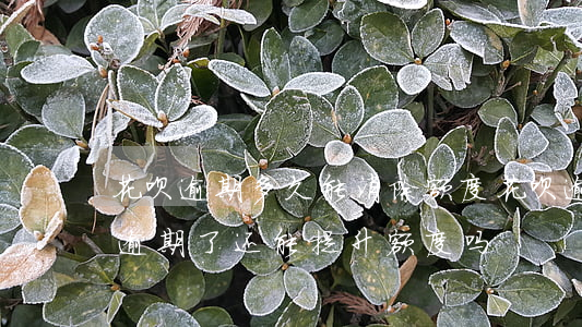 花呗逾期多久能消除额度(花呗逾期了怎么办逾期了还能提升额度吗)