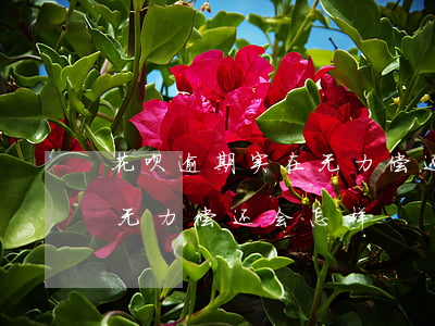 花呗逾期实在无力偿还(借呗,花呗逾期被起诉,无力偿还会怎样)