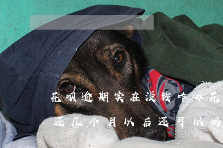 花呗逾期实在没钱咋办(花呗逾期了现在没钱还几个月以后还可以吗)