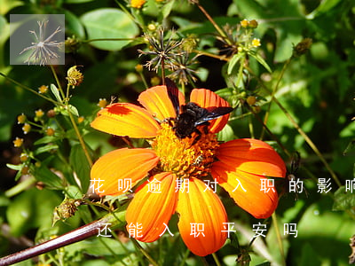 花呗逾期对入职的影响(蚂蚁花呗逾期上征信,还能入职平安吗)