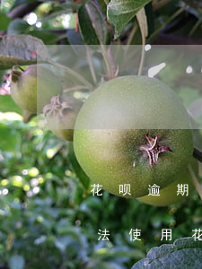 花呗逾期导致不能用花呗(花呗有产品逾期无法使用花呗怎么回事)