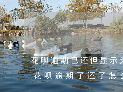 花呗逾期己还但显示无法使用是什么意思-花呗逾期了还了怎么还显示无法使用