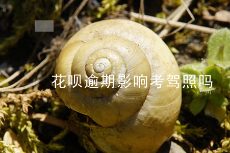 花呗逾期影响考驾照吗