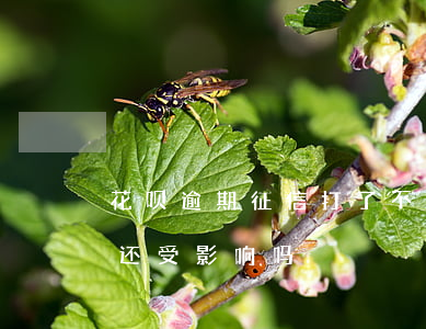 花呗逾期征信打了不显示(打征信报告花呗未还受影响吗)