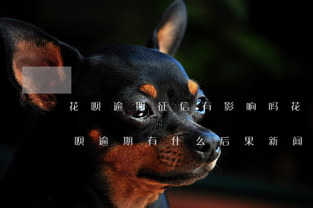 花呗逾期征信有影响吗(花呗逾期上征信吗?花呗逾期有什么后果 新闻)