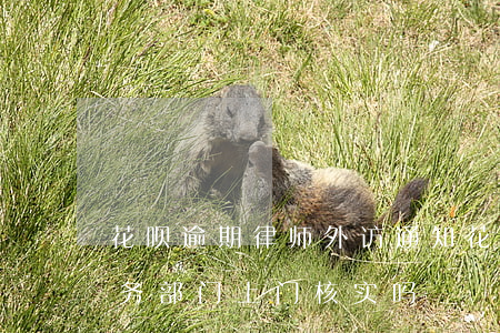 花呗逾期律师外访通知(花呗逾期真的会有法务部门上门核实吗)