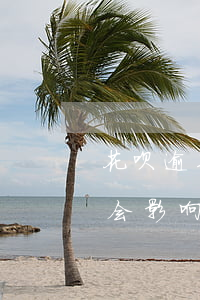 花呗逾期忘还了咋办-花呗忘记还款逾期了会影响自己的征信