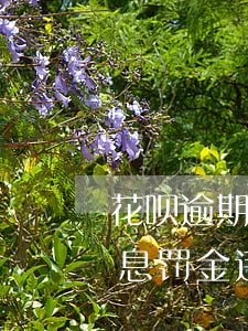 花呗逾期怎么查询(花呗逾期怎么查询本金利息罚金违约金?)