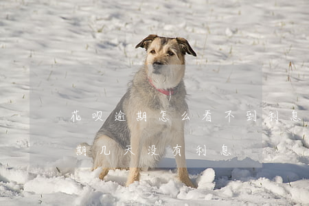 花呗逾期怎么看不到利息(支付宝花呗可以逾期几天没有利息)