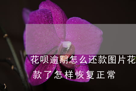 花呗逾期怎么还款图片(花呗逾期过后已经还款了怎样恢复正常)