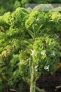 花呗逾期怎样算情节恶劣(花呗逾期是什么意思啊)