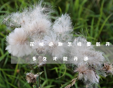 花呗逾期怎样重新开通(花呗逾期了还清了,要多久才能开通)
