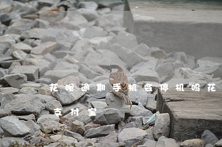 花呗逾期手机会停机吗(花呗逾期多久被关停支付宝)
